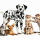 Should you get pet insurance?