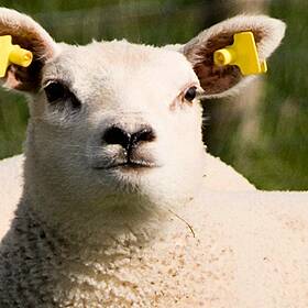 Industry Review: Agricultural Shows Image