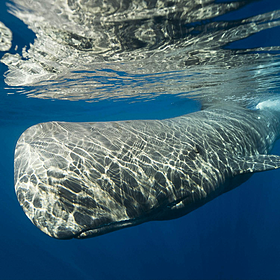Green Scene: The toothed-whale strandings in Europe Image