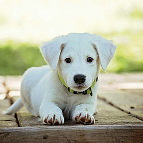 Should businesses be more pet friendly? Image