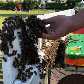 20,000 Bees Swarm Cork Cricket Match Image