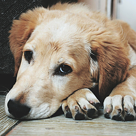 Dealing with dog stress and anxiety Image