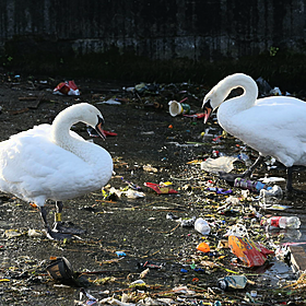 Does littering come from a lack of local pride? Image