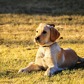 Do we need a national database for dog microchips? Image
