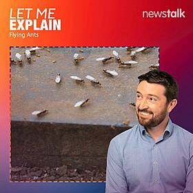 14. What's With All The Flying Ants? Image