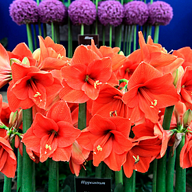 Ireland’s largest gardening festival, Bloom kicks off today i Image