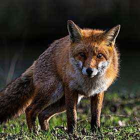 What can we learn from the ‘Urban Fox Survey’? Image