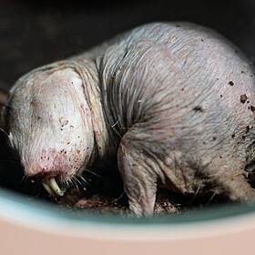 Lessons in longevity from the naked mole-rat Image