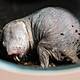 Lessons in longevity from the naked mole-rat