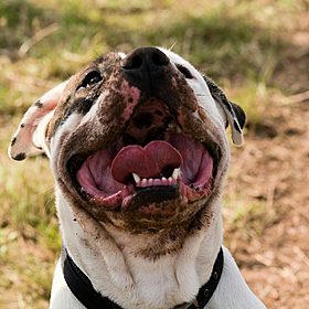 Oireachtas Committee on dangerous dog breeds Image