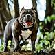 Jeremy Calls for All 'Dangerous Dogs' to Be Rounded Up and Destroyed