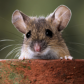 Green Scene: Mouse-to-mouse resuscitation Image