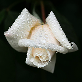 Dealing with the grief of losing a friend Image
