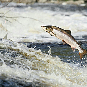 Concerns around the Wild Salmon numbers in Irish waters Image