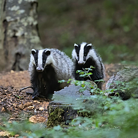 New investigation shows majority of culled badgers found negative for TB Image