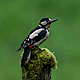 Woodpeckers wrecking electricity poles around Ireland