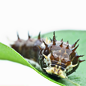 Green Scene: The type of caterpillar known as the ‘bone collector’ Image