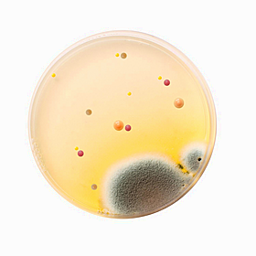 The world of fungi and what is has done for science and medicine Image