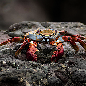 You Are What You Eat: Crab Image