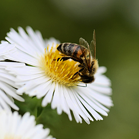 Ireland’s rarest bee is under threat Image