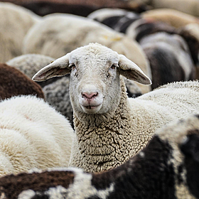 Should Irish wool have its own trademark? Image