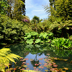 Gardening stories:The lost Gardens of Heligan Image