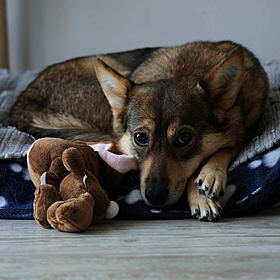 Would you get a house sitter for your pet? Image