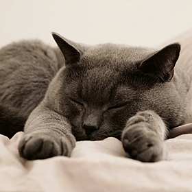 Ask the Expert: Dream Interpreter Image