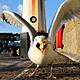 3 Year Old Dublin Child Visciously Attacked by a Seagull