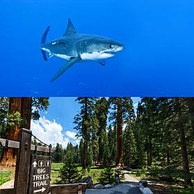 What Came First The Shark Or The Tree? Image