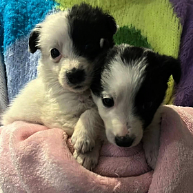 Puppies abandoned at Galway roadside Image