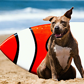Why Dog Poo on Beaches Is the Worst Image