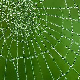 Are Irish spiders something to be fearful of? Image