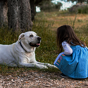 Are we choosing dogs over children? Image