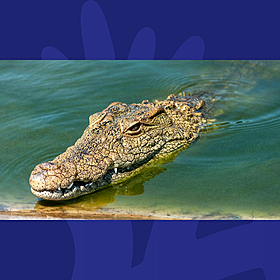 Are crocodiles outsmarting humans?? Image