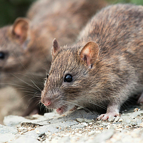 Green Scene: Life-saving giant sniffer rats Image