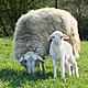 Calls for significant reforms to limit the number of dog attacks on livestock