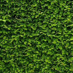 Why more women are going ‘full bush’! Image
