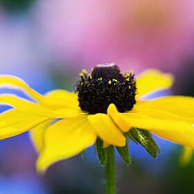 Ask the Expert: Gardening with Brian Burke Image