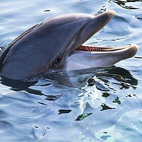 Green Scene: Why dolphins are more like us than you’d think? Image