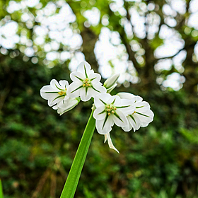 You Are What You Eat: Alliums and Three Cornered Leeks… Image
