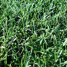 How to do Stuff: Mowing the Perfect Lawn Image