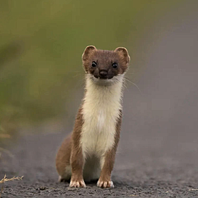 Citizen science survey aims to map the Irish stoat Image