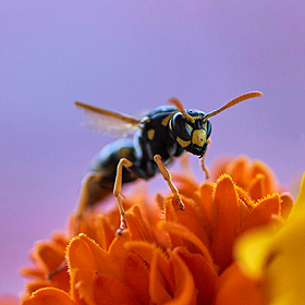 How to manage and know your allergies Image
