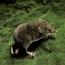 Ireland's pygmy shrew at risk from other species Image