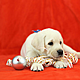 1 in 5 people will spend more on their pets than their partners this Christmas