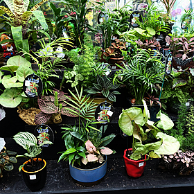 Home Squad: Minding Your Plants Image