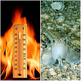 A Gauntlet To Cope With The Heatwave, And Be Wary Of Weever Fish Image