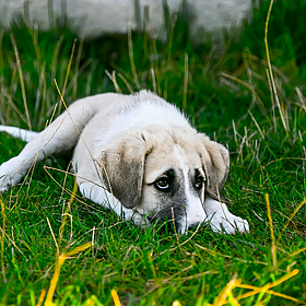What to do if you need to rehome your dog Image