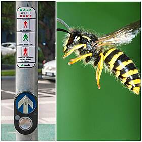 A Deep Dive On Pedestrian Beeps, And Are We Headed For Waspmageddon? Image